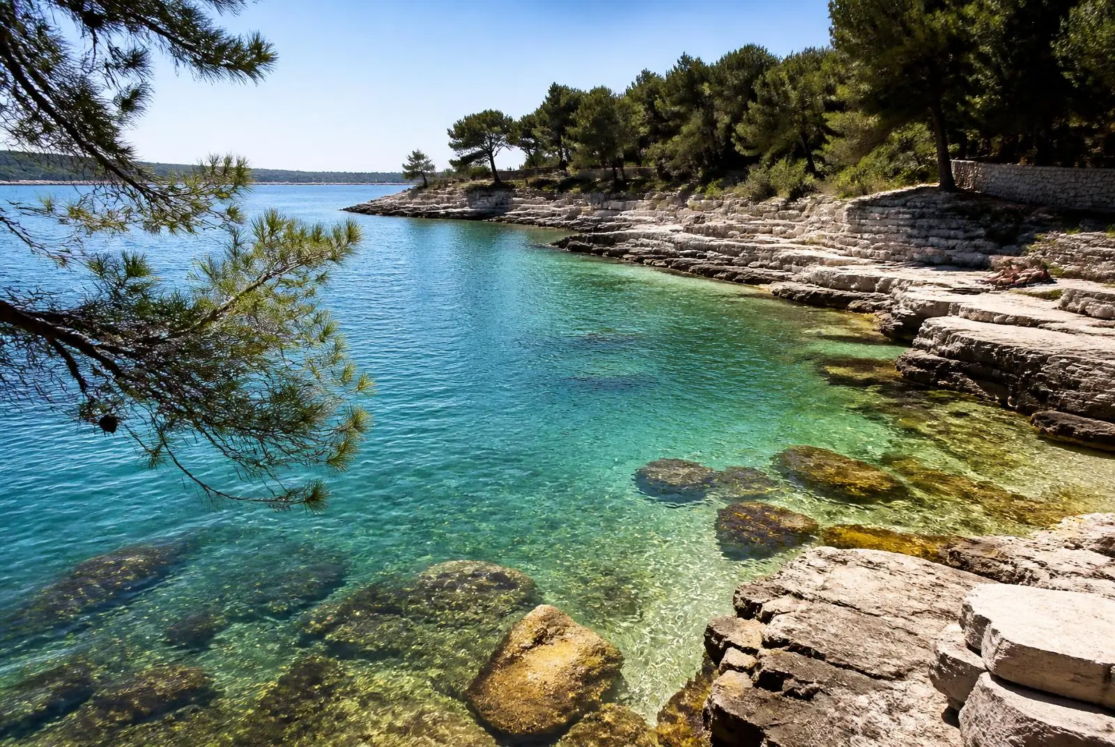 Küstenlandschaft in Istrien mit Pinien und klarem Wasser
